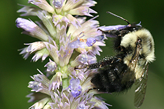 Agastache with bumblebee