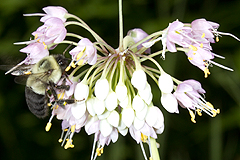 Allium with bumblebee