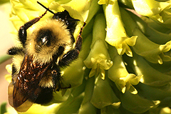 Astragalus with bumblebee