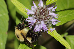 Blephilia ciliata is good for bumblebees