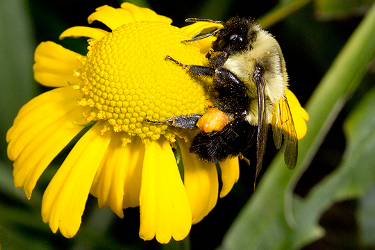 Bumblebee with corbicular