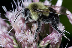 Eutrochium with bumblebee