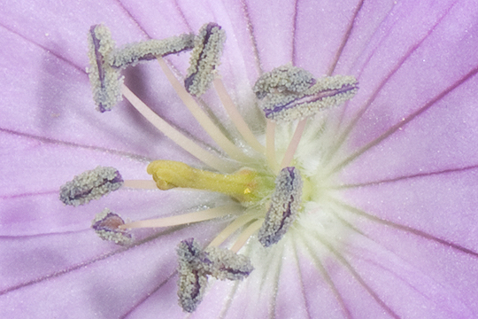 The anthers of geranium  have unfolded to release pollen.  Buzz pollination is not required.