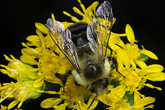 Goldenrod with bumblebee