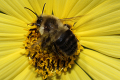 Helianthus with bumblebee
