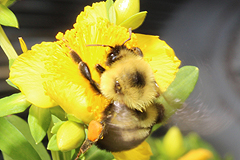 Hypericum for bumblebees