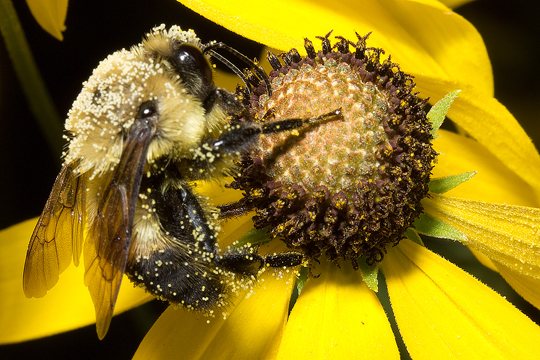 Male bumblebees do not collect pollen