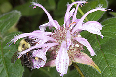 Monarda bradburiana with bumblebee