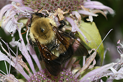 Monarda fistulosa with bumblebee