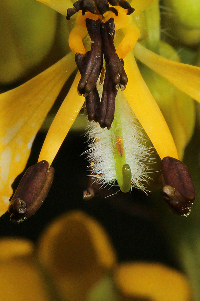 Wild senna has poricidal anthers that require buzz pollination