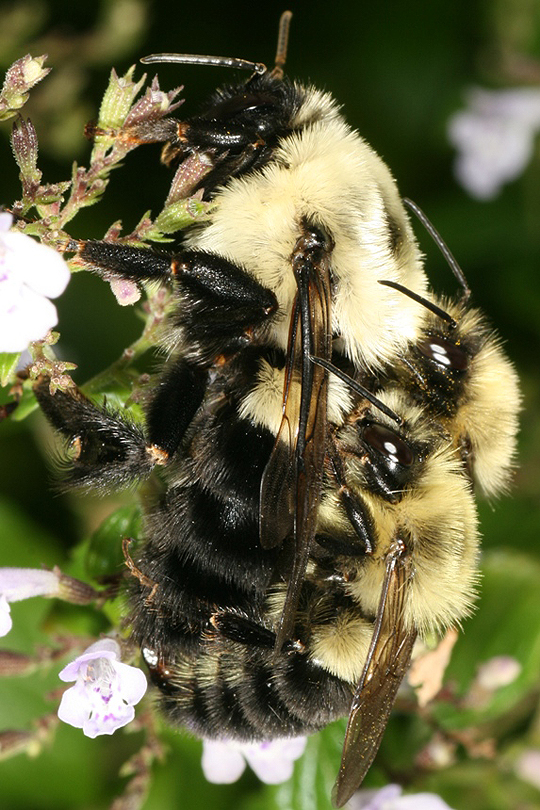 Queen bumblebee