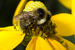 Rudbeckia with bumblebee