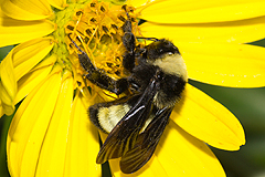 Silphium with bumblebee