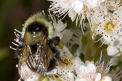 Spiraea with bumblebee
