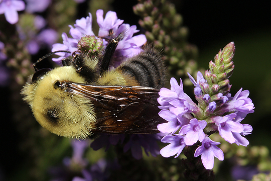 Verbena hastata with bumblebee