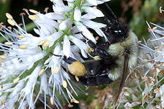 Veronicastrum with bumblebee