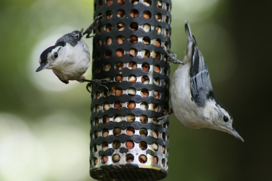 Family of white breasted nuthatch