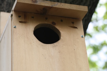Front piece of bird house