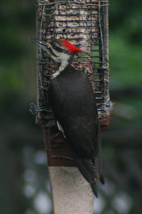 Pileated woodpecker at a feeder