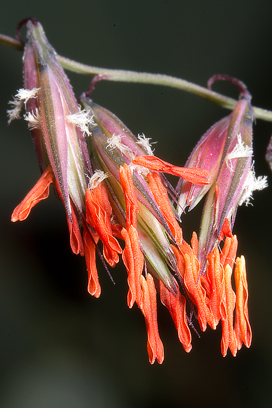 Flowers of side oats gramma