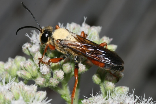 Great Golden Digger Wasps
