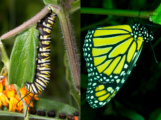 Development of the monarch butterfly