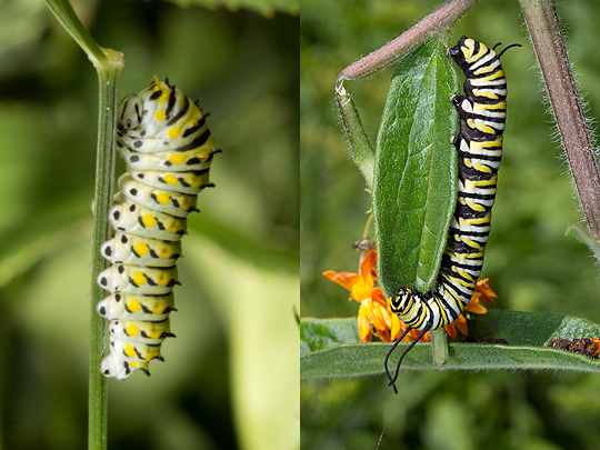 Monach butterfly caterpillar and black swallotail caterpillar