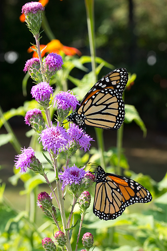 Monarch butterflies at a pollinator station