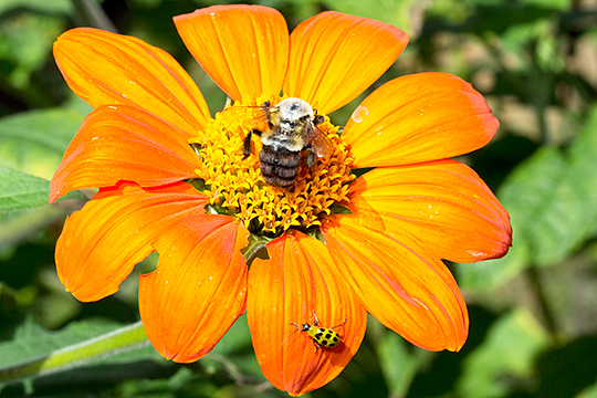 Bumblebee visiting Tithonia at a pollinator station.