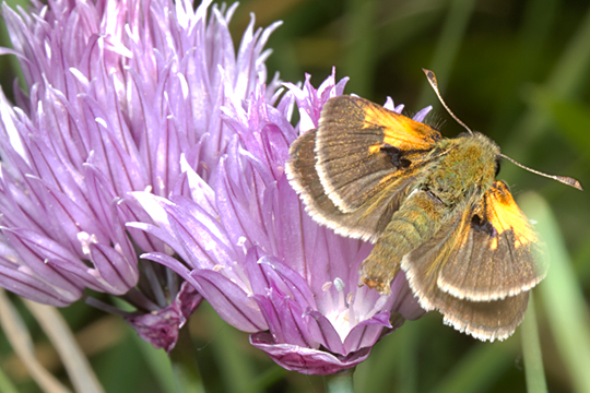 Sachem skipper feeds on grasses