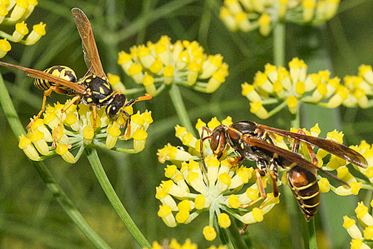 Some plants are more popular with wasps than others. This is fennel.