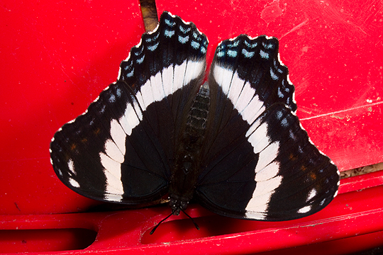 White_admiral_topside
