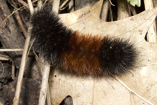 Pyrrharctia isabella or Banded woolly bear caterpillar