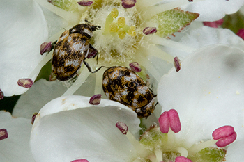 Aronia melanocarpa with carpet beetle