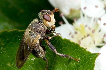 Aronia with a Conopid fly