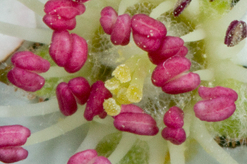 Aronia melanocarpa - reproductive parts