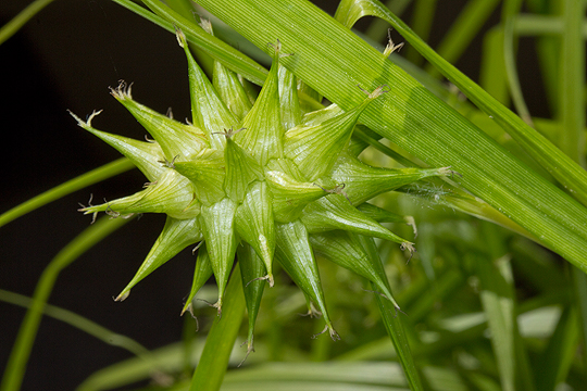 Mace looking spike of Carex Grayi