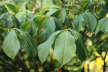 Palmate leaves of Aesculus parviflora