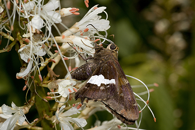 Aesculus with silver spotted skipper