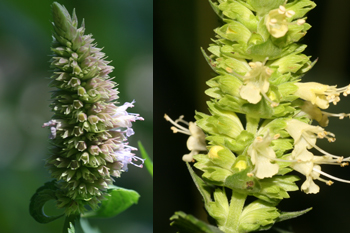 Agastache nepetoides and Agastache scrophularifolia