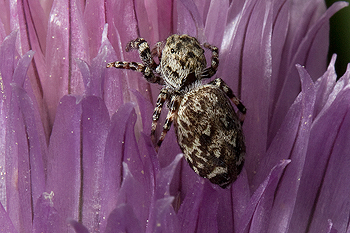 Allium with peppered jumping spider