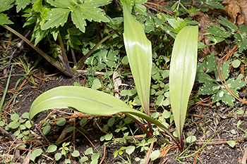 The attractive foliage of Allium tricoccum var. burdickii