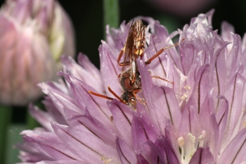 Chives with Nomada sp.