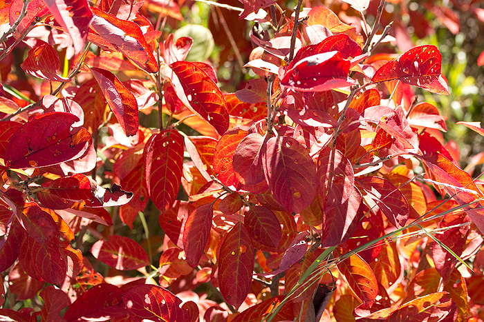 Red leaves of Aronia Melanocarpa in the fall.