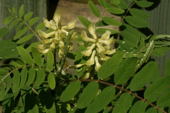 Astragalus leaves