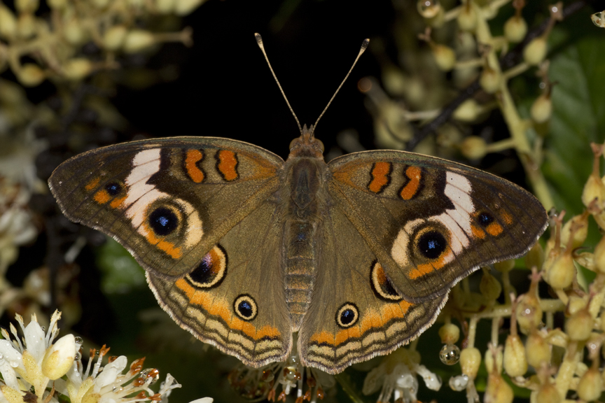 Buckeye butterfly on Clethra