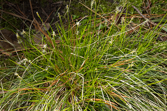 Carex eburnea