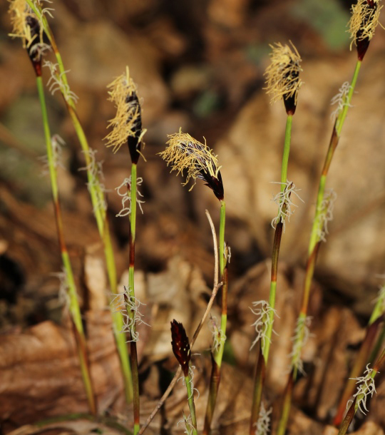 Flowerhead of Carex 