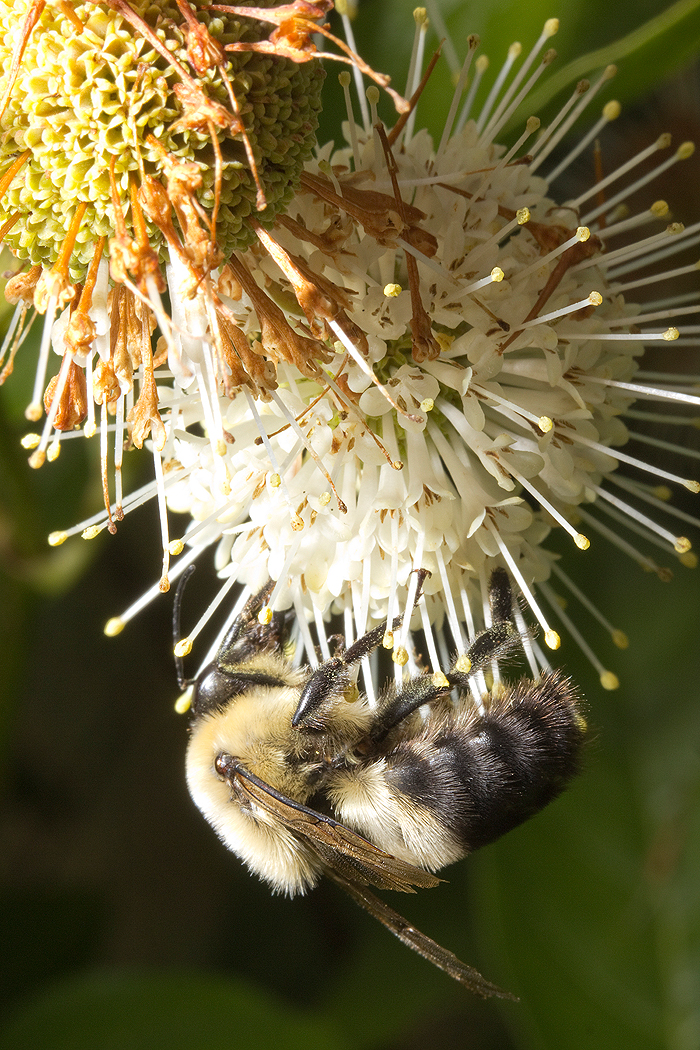 Buttonbush with bumblebee