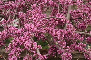 Cercis canadensis in flower